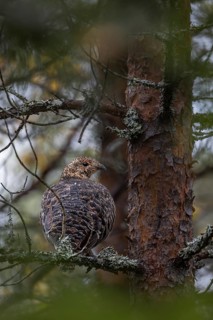 The female capercaillie (Tetrao urogallus) seeks shelter from rain and predators in a dense