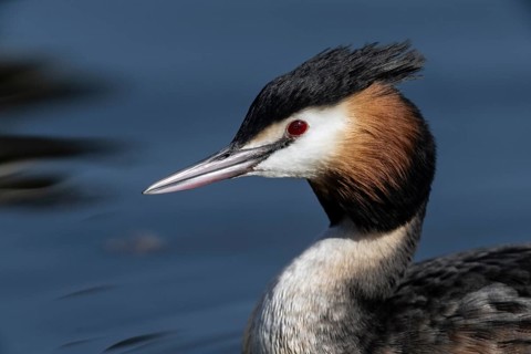 Great Crested Grebe (Podiceps cristatus), Emsland, Lower Saxony, Germany
