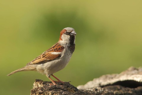 Male house sparrow (Passer domesticus), nature photography, Torrejon El Rubio, Monfragüe,