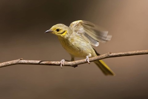 Yellow-tinted Honeyeater (Ptilotula flavescens), Western Australia, Australia