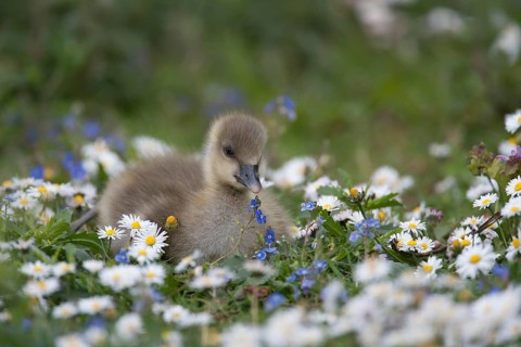 Greylag goose (Anser anser) juvenile baby gosling bird amongst Daisy and Speedwell spring flowers,