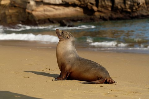 A sea lion rests on a sandy beach, with waves breaking in the background, on the Galapagos Islands,