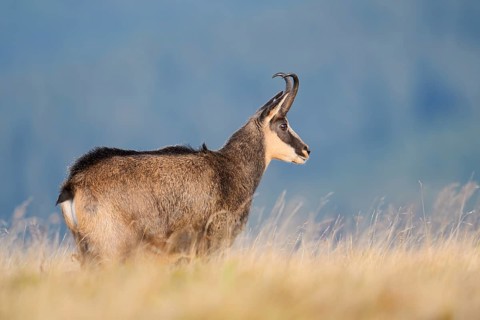 Chamois (Rupicapra rupicapra) in autumn, Vosges, France