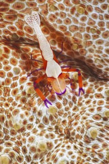 Imperator-Garnele, Zenopontonia rex Emperor Shrimp, Zenopontonia rex