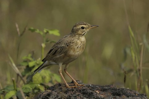 Paddyfield Pipit (Anthus rufulus), Goa, India
