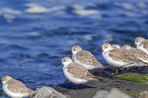 Flock of sanderlings (Calidris alba) in non-breeding plumage resting on high tide refuge during