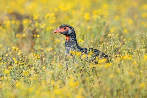 Red-throated francolin, (Francolinus afer), animals, birds, pheasant family, Addo Elephant National