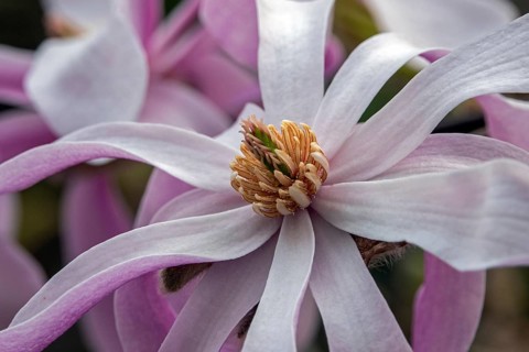 Flower of the star magnolia (Magnolia stellata), Baden-Württemberg, Germany