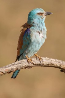 European Roller (Coracias garrulus), perched on a branch, Castile-La Mancha