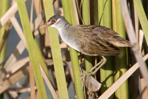 White-browed Crake (Porzana cinerea), Kimberley, Western Australia, Australia
