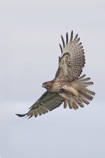 Red-tailed Hawk (Buteo jamaicensis) flying, California, USA