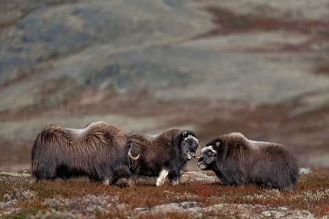 Again and again, the musk ox calves (Ovibos moschatus) challenge young conspecifics to fight, play,