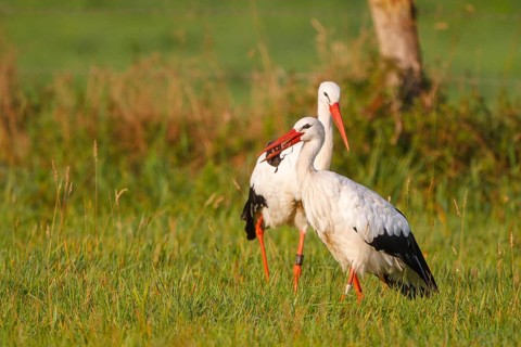 White Stork (Ciconia ciconia) foraging, North Rhine-Westphalia, Germany