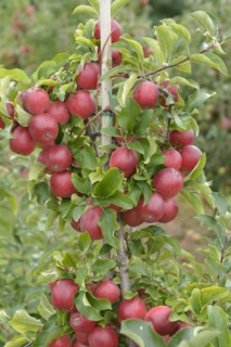 Apple (Malus domestica 'Releika'), Bundessortenamt Prüfstelle Wurzen, Wurzen, Saxony, Germany