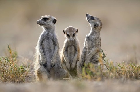 Meerkats or suricates (Suricata suricatta), Makgadikgadi Salt Pans, Makgadikgadi Pans National