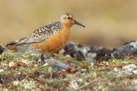 Red Knot (Calidris canutus) perched on the tundra in Nome, Alaska