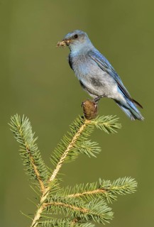 Mountain Bluebird (Sialia currucoides) male, Montana, USA