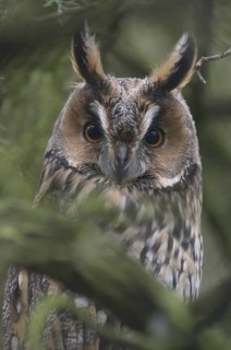 Long-eared Owl (Asio otus), Thuringia, Germany