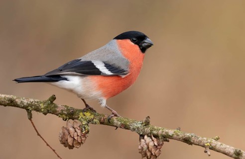 Eurasian Bullfinch (Pyrrhula pyrrhula) male perched on a branch, Lower Saxony, Germany