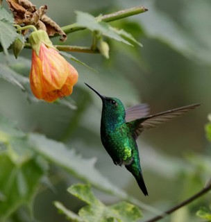 Western Emerald (Chlorostilbon melanorhynchus) flying while feeding on nectar, Pichincha, Ecuador