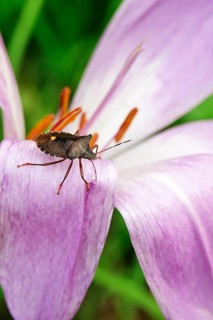 Autumn crocus (Colchium speciosum), September, Saxony, Germany