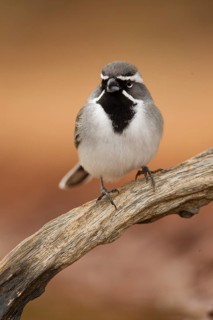 Black-throated Sparrow (Amphispiza bilineata), Texas, USA