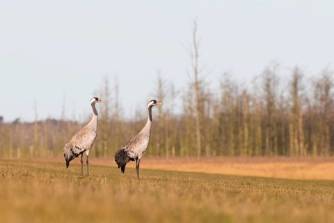Common Crane (Grus grus), Mecklenburg-Western Pomerania, Germany