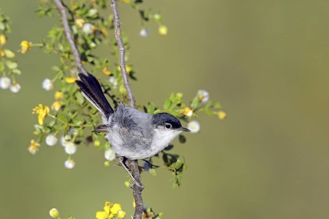 Black-tailed Gnatcatcher Polioptila nigriceps Tucson, Pima County, ARIZONA, United States 6 May
