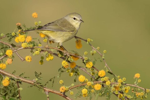 Orange-crowned Warbler (Leiothlypis celata), Texas, USA