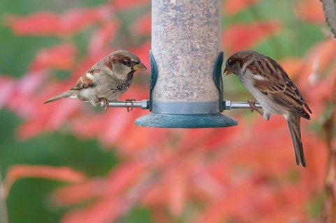 Two house sparrows (Passer domesticus) perched on a garden bird feeder filled with mixed seeds,