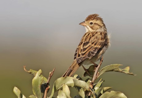 Clay-colored Sparrow (Spizella pallida), Saskatchewan, Canada