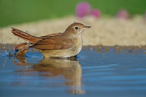 Common Nightingale (Luscinia megarhynchos) standing in water, Aosta Valley, Italy