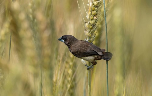 White-rumped Munia (Lonchura striata) feeding on a wheat grain in a natural field, Sreepur,