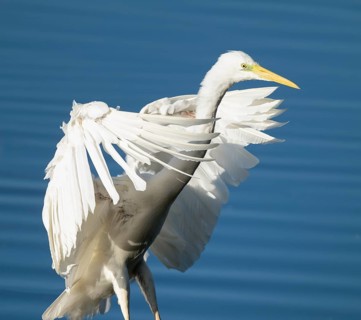Great White Egret (Ardea alba) standing with open wings in the shallow water zone of a lake, blue