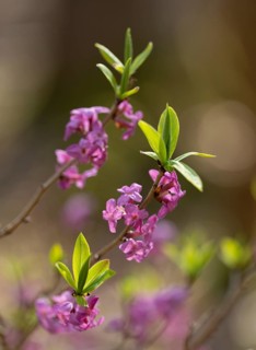 Daphne mezereum, flowering, flowers, leaves and shoots, shallow depth of field, Thuringia, Germany