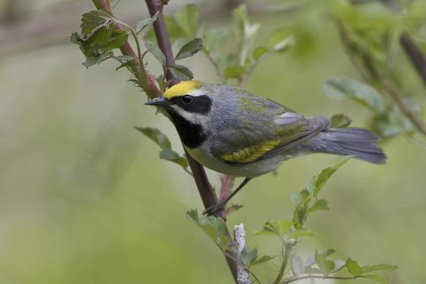 Golden-winged Warbler (Vermivora chrysoptera), Ontario, Canada
