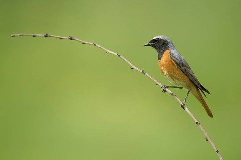 Common Redstart (Phoenicurus phoenicurus) male perched on a twig, Rimini, Italy