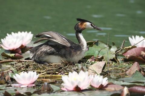 Great Crested Grebe (Podiceps Scalloped ribbonfish) on the swimming nest between blooming water