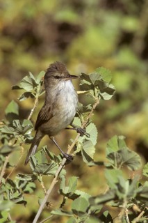 Millerbird, Nihoa Millerbird, Acrocephalus familiarus, endangered