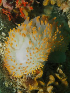 White nudibranch with orange dots, gas flame nudibranch (Bonisa nakaza), in the rocky underwater