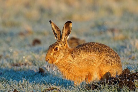European hare (Lepus europaeus) with icebeard on a hoarfrost-covered meadow, Lake Dümmer, Germany