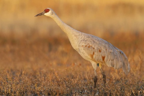 Sandhill Crane (Antigone canadensis), New Mexico, USA
