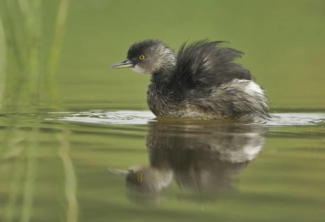 Least Grebe (Tachybaptus dominicus), Texas, USA