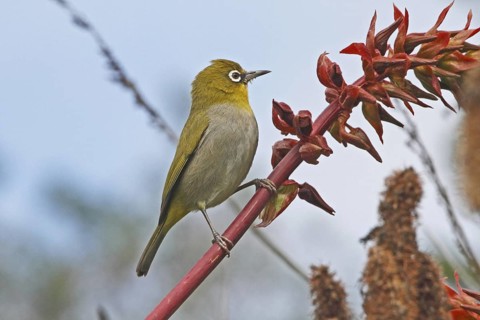 Cape White-eye (Zosterops virens), Western Cape, South Africa