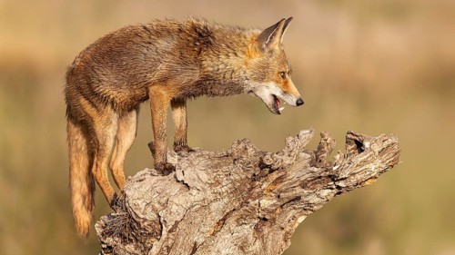Red fox (Vulpes vulpes) climbed on tree trunk, foraging, hunger in spring, lack of food, adaptive