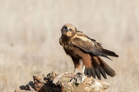 Western Marsh Harrier (Circus aeruginosus) male perched on a stump, Castile-La Mancha, Spain
