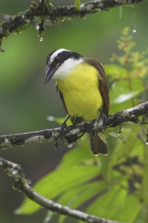 Great Kiskadee (Pitangus sulphuratus), Costa Rica
