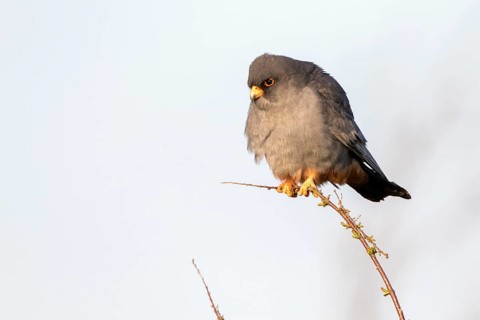 Red-footed Falcon (Falco vespertinus) adult male perched on a twig, Romania