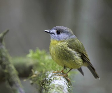 Pale-yellow Robin (Tregellasia capito), Queensland, Australia