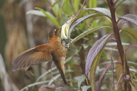Shining Sunbeam (Aglaeactis cupripennis), Ecuador